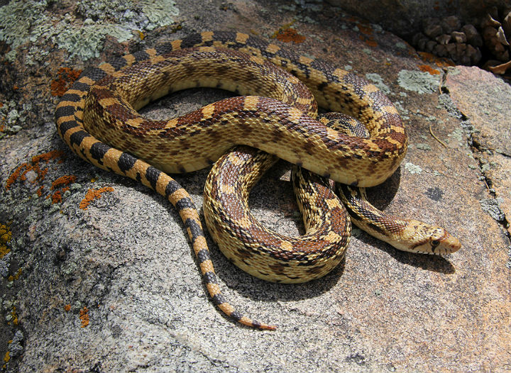 Gopher Snake